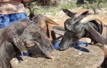 GOCRETESAFARI KAI SIA EE7