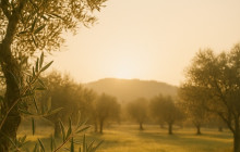 Avalon Travel Services1