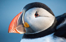 Your Friend in Reykjavik5