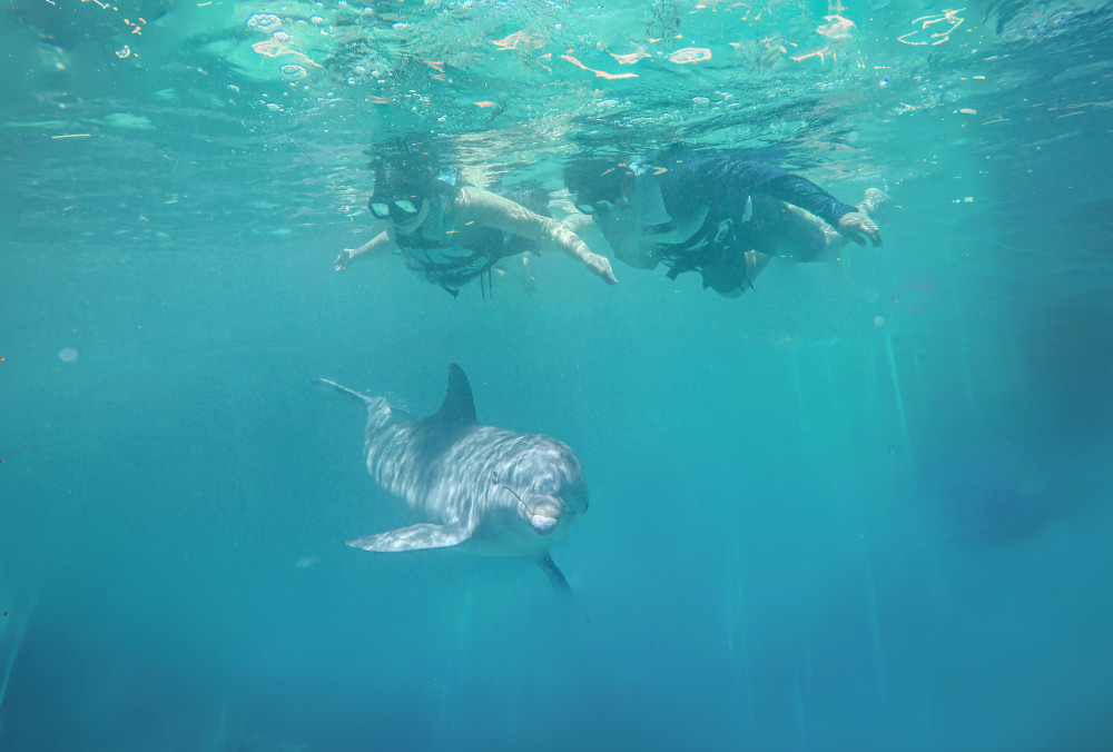 Dolphin Royal Connection: Cozumel