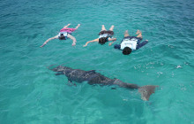 Dolphin Discovery4