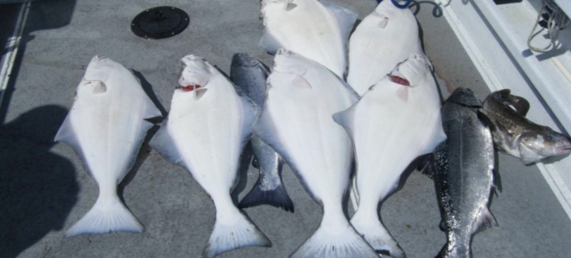 Private Charter: Halibut Fishing in Juneau