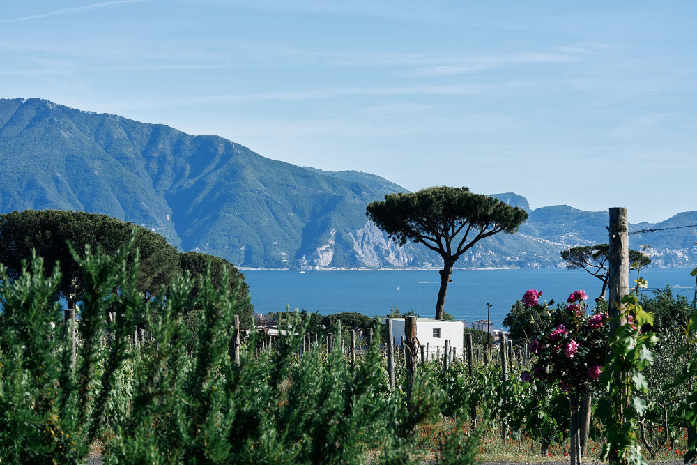 Cantina Del Vesuvio Winery