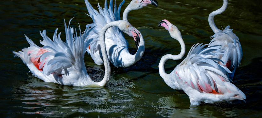 Private tour - Historic Arles And The Beaches Of The Camargue,country France