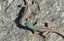 Kalahari Safaris - Desert Explorers - South Africa8