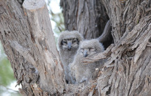 Kalahari Safaris - Desert Explorers - South Africa10