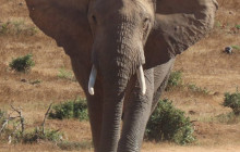 Kalahari Safaris - Desert Explorers - South Africa1