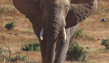 A picture of 11 Days - Kalahari to Gqeberha (Port Elizabeth) Wildlife Wonders