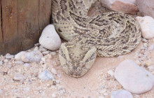 Kalahari Safaris - Desert Explorers - South Africa4