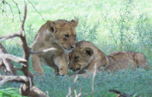 Kalahari Safaris - Desert Explorers - South Africa5