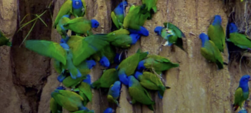 8-Day Wildlife Expedition in Manu Reserved Zone, Peruvian Amazon