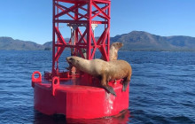 Ketchikan Kayak Co13