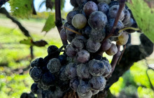 Entre Vides Bordeaux11