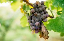 Entre Vides Bordeaux13