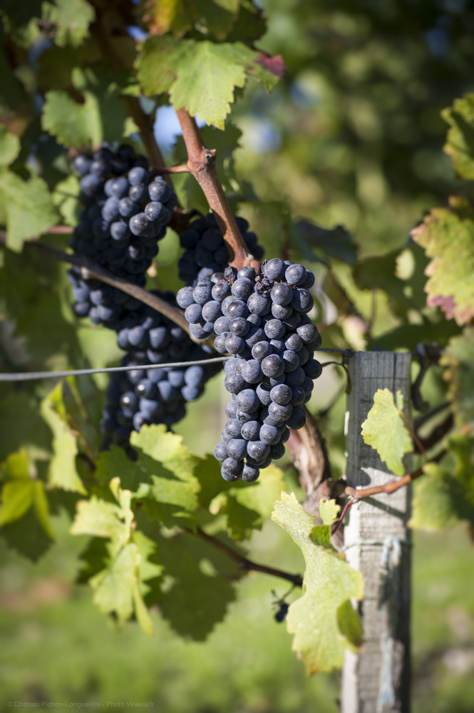 Entre Vides Bordeaux