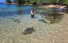 Hawaii Turtle Tours5