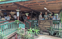 Hawaii Turtle Tours6