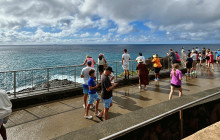 Hawaii Turtle Tours11
