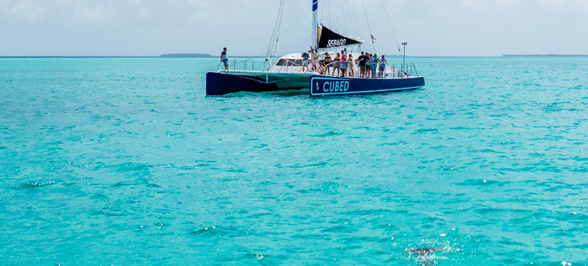 Reef to Table: Key West Dolphin Watch and Culinary Catamaran Tour