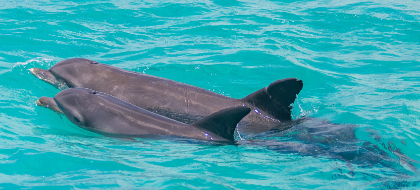 Reef to Table: Key West Dolphin Watch and Culinary Catamaran Tour