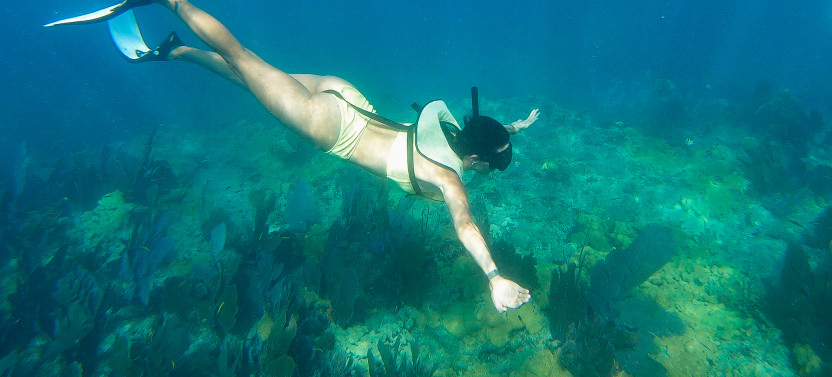 Reef to Table: Key West Dolphin Watch and Culinary Catamaran Tour