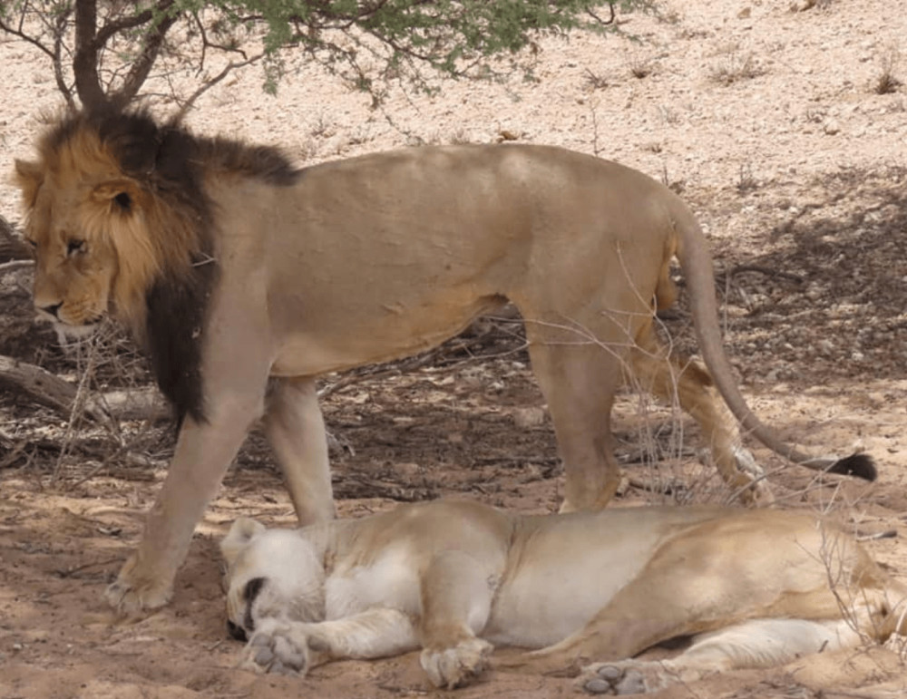 Kalahari Safaris - Desert Explorers - South Africa