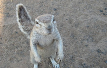 Kalahari Safaris - Desert Explorers - South Africa2