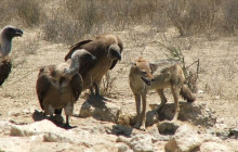 Kalahari Safaris - Desert Explorers - South Africa3