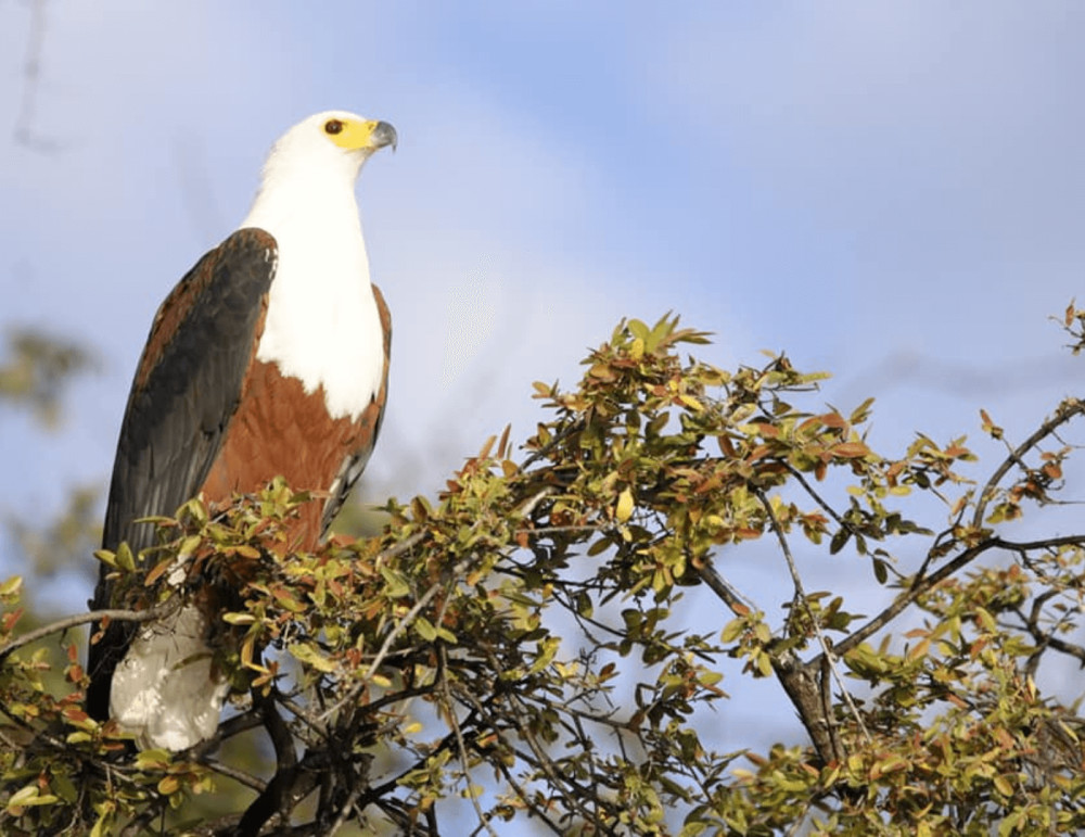 9 Days Kgalagadi Transfrontier Park to Mokala National Park
