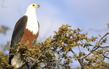 Kalahari Safaris - Desert Explorers - South Africa4