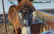 I AM SANTORINI DAY TOURS18