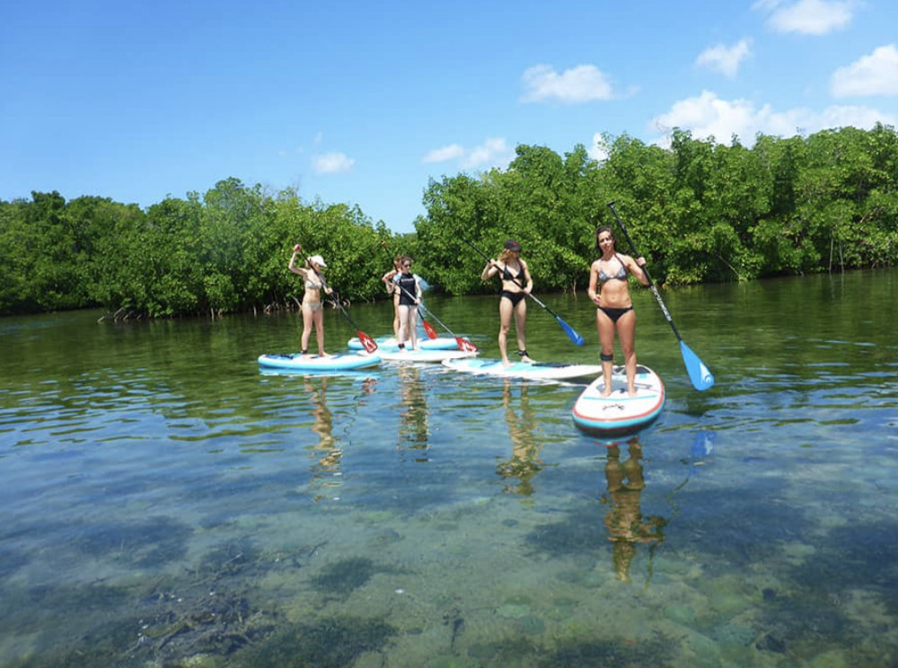 Stand-Up Paddleboard Mangrove Eco Tour in Guadeloupe