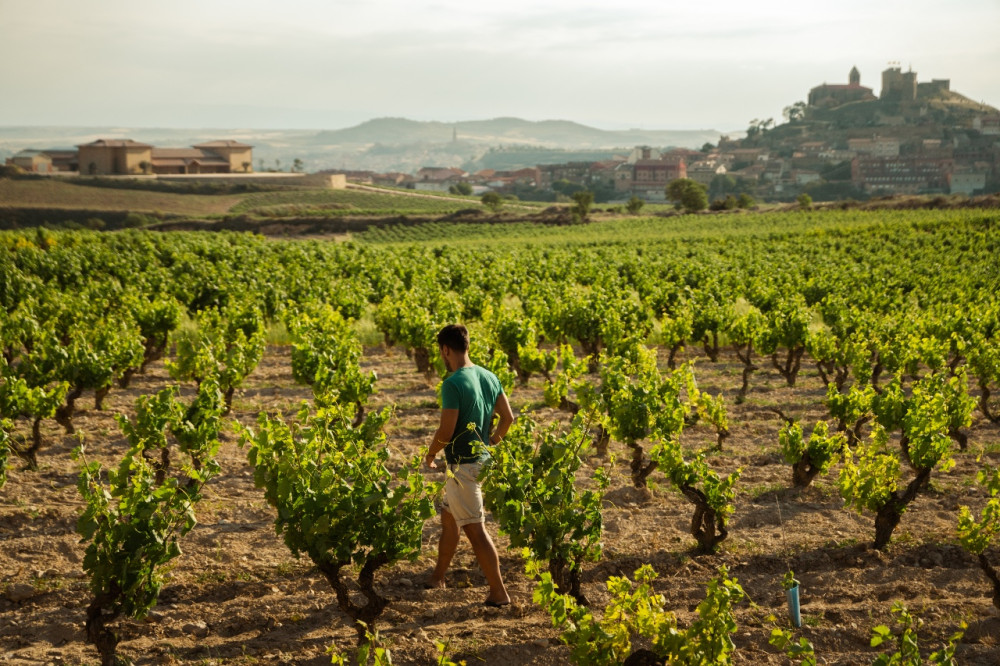 La Rioja Wine Journey: Wineries, Villages & Vineyards