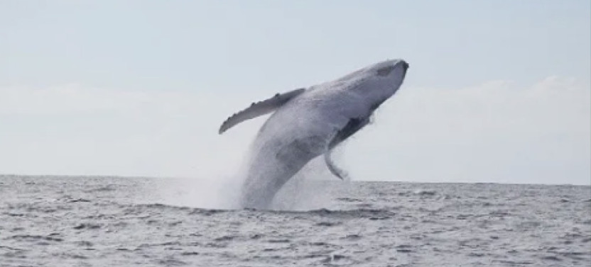 Private Moorea Whale Watching Half Day