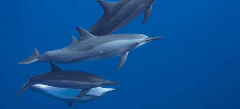 Private Moorea Whale Watching Half Day
