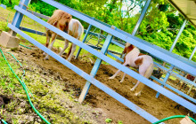 Edwin Transfers Tours21