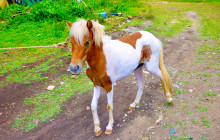 Edwin Transfers Tours22