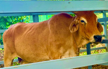 Edwin Transfers Tours23