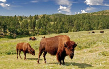 Black Hills Adventure Tours20