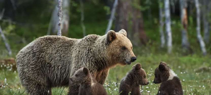 Alaska Bear Viewing Tour: Brooks Falls in Katmai National Park