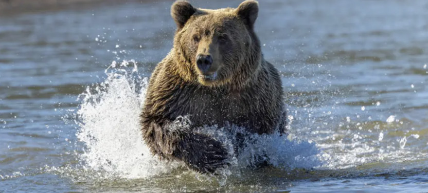Alaska Bear Viewing Tour: Brooks Falls in Katmai National Park