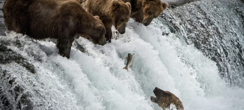 Alaska Bear Viewing Tour: Brooks Falls in Katmai National Park