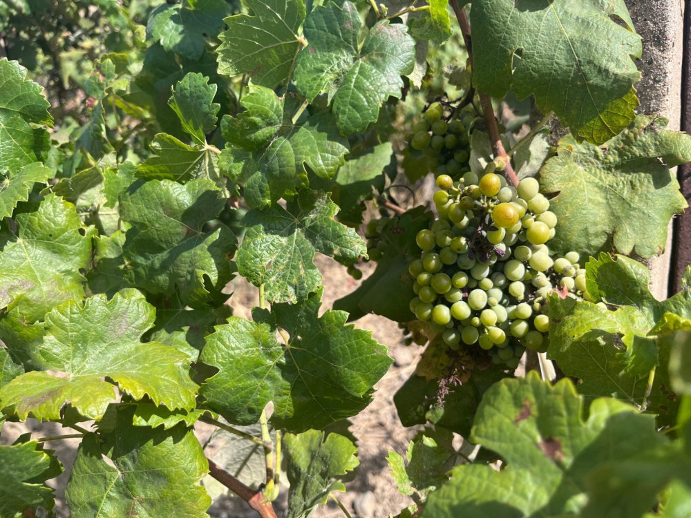 Wine Tour with Tasting from Cagliari - Private