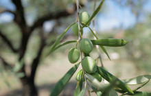 DISCOVER MESSINA SICILY4