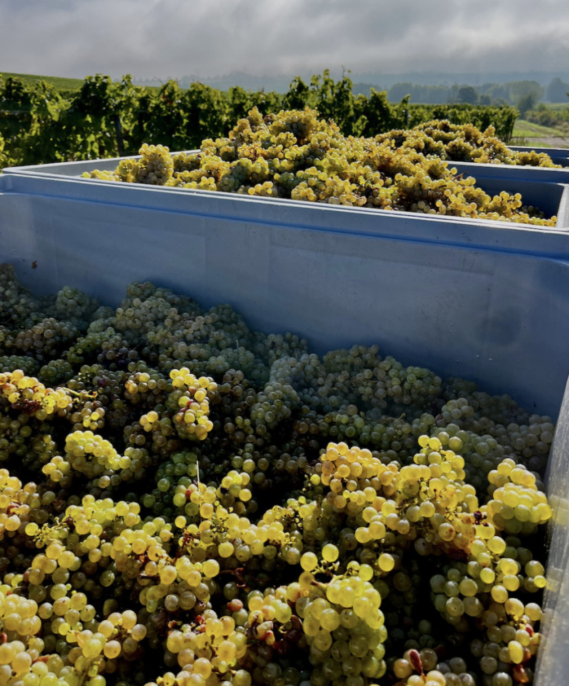 Small Group Wine Hike near Mainz