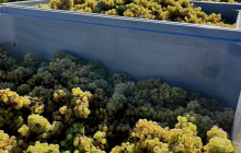 Key to the Sea Parasailing and Boat Charters13