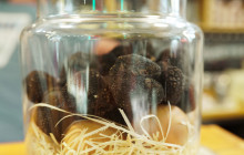 Gray Line Los Cabos3