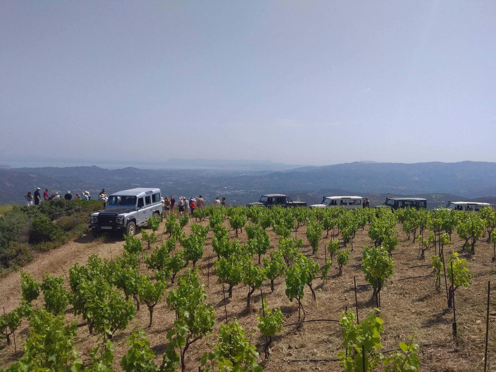 Chania Shore Excursion Off-Road Vineyard and Winery Tour, Half Day