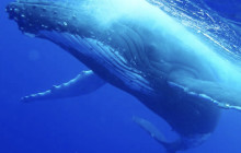 CULTURE VILLAGE (FIJI)PTE LTD2