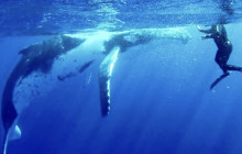 CULTURE VILLAGE (FIJI)PTE LTD3